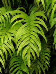 Blechnum triangularifolium. Sterile frond bearing numerous pairs of long, narrow, stalked pinnae.
 Image: L.R. Perrie © Leon Perrie CC BY-NC 3.0 NZ